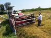 پایان برداشت برنج در شالیزارهای املش